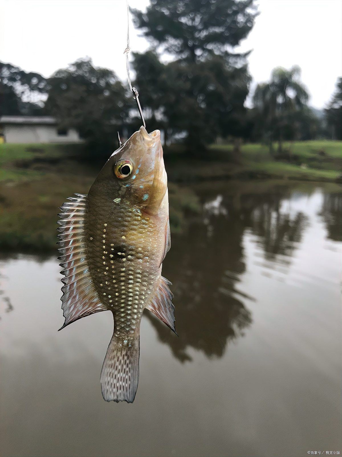 附近魚塘位置100米 附近魚塘位置100米 龍魚論壇 第3張