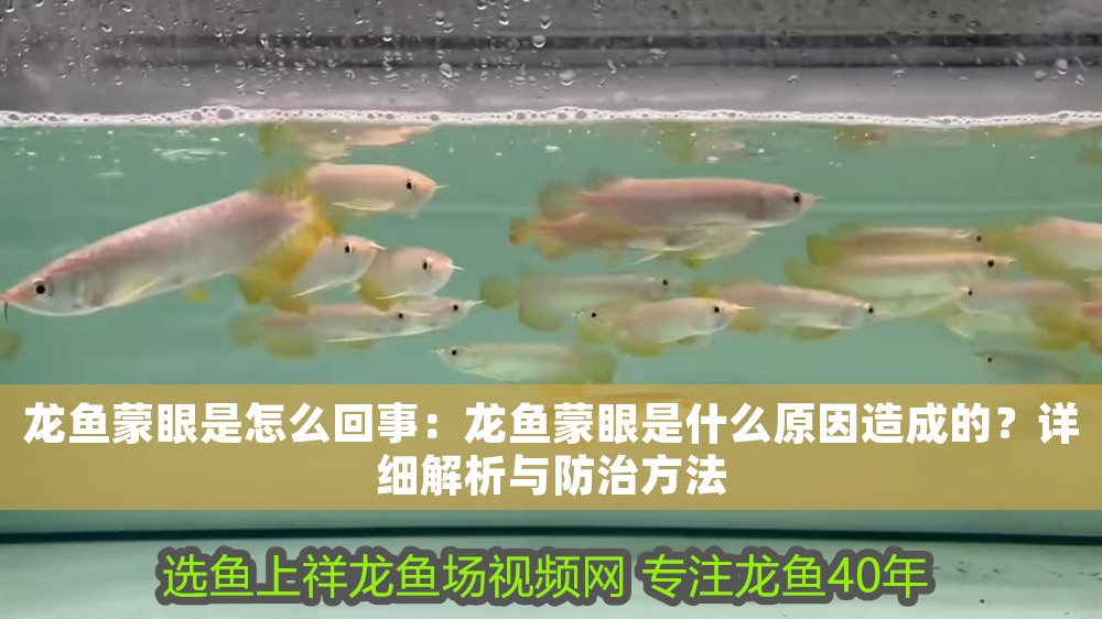龍魚蒙眼是怎么回事：龍魚蒙眼是什么原因造成的？詳細解析與防治方法