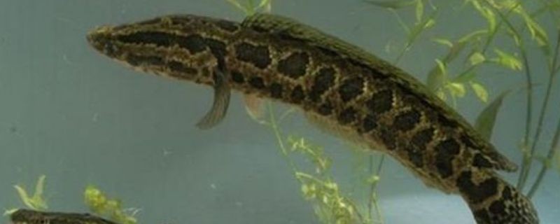 黑火龍魚吃什么：黑火龍魚吃什么，