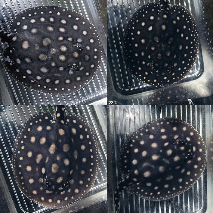 魟魚價(jià)格及圖片價(jià)格