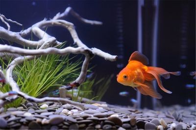 魚缸水發白霧蒙蒙的快速解決辦法