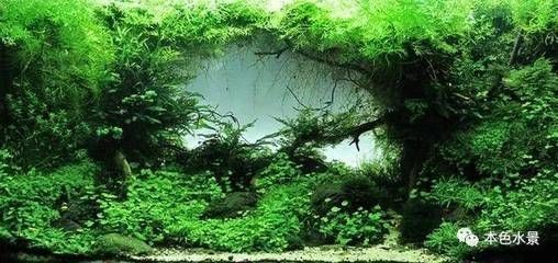 魚缸造景的藝術哲學：如何讓魚缸成為一個美麗動人的微型生態系統