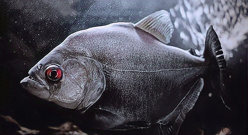 撒旦鴨嘴魚和汗鯊哪個(gè)兇猛