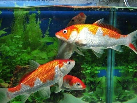 金龍魚和錦鯉哪個好養