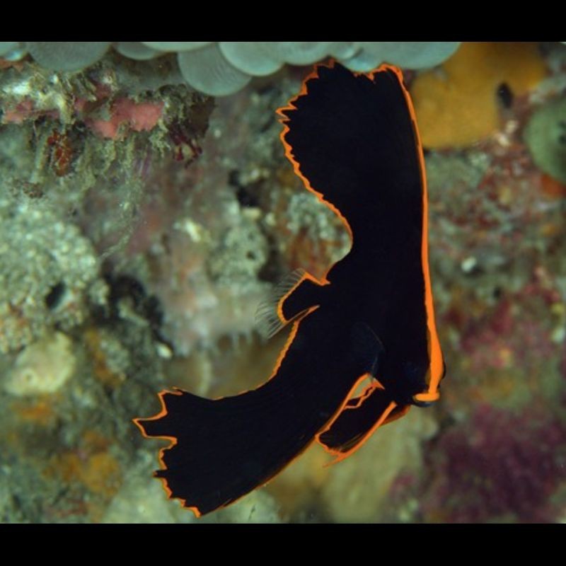 紅邊財神魚