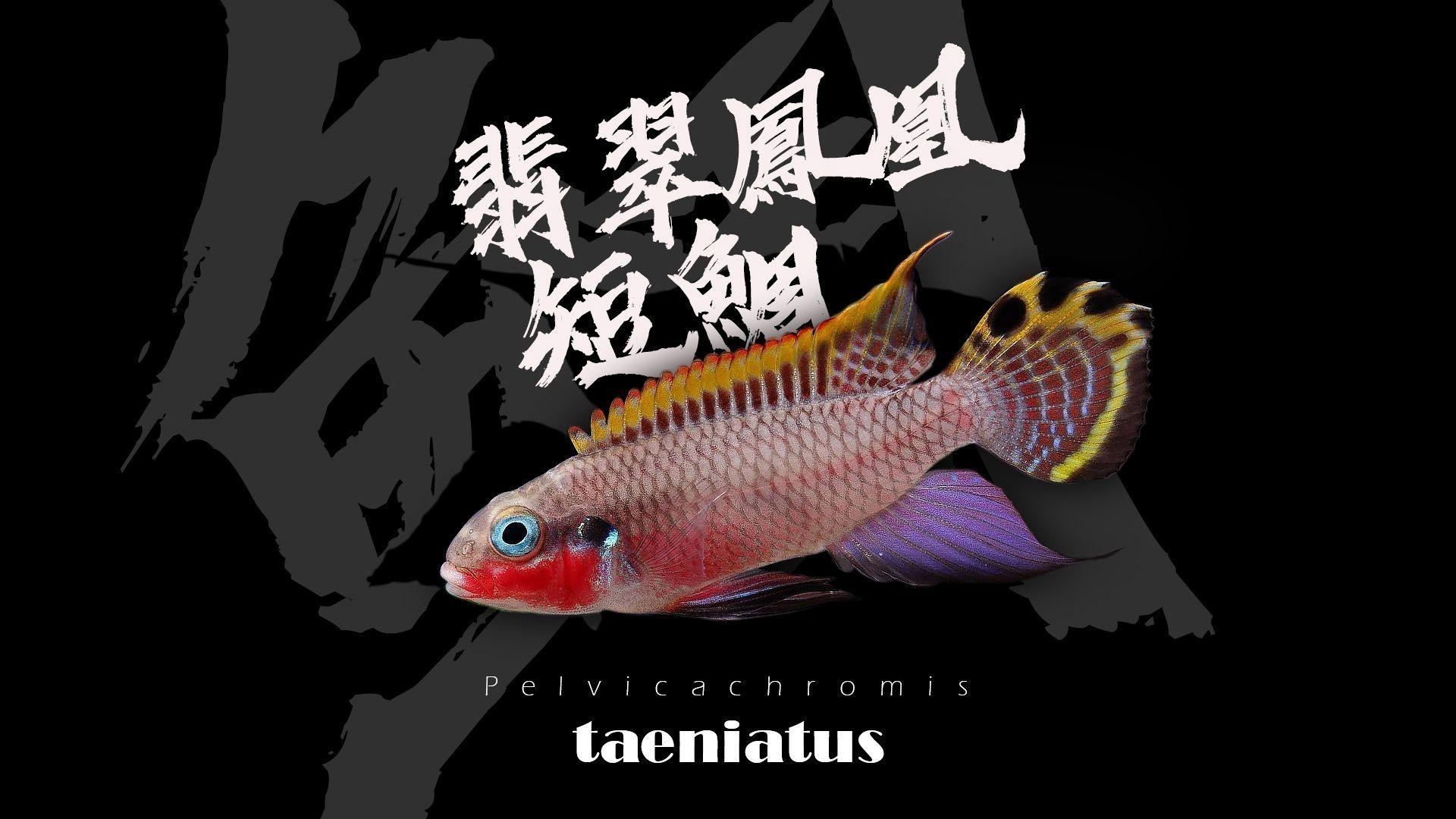翡翠鳳凰能和小魚混養(yǎng)嗎