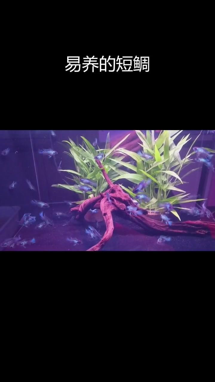 翡翠鳳凰能和小魚混養(yǎng)嗎