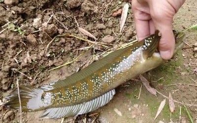 養龍魚有什么用途和價值：養龍魚有什么用途和價值呢？ 養龍魚有什么用途和價值：養龍魚有什么用途和價值呢？ 龍魚百科 第2張