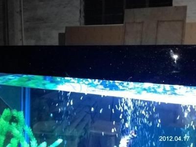 龍魚缸配置要求高嗎：龍魚缸的配置要求是怎樣的？