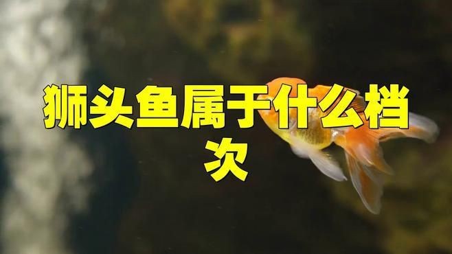 紅頭獅屬于什么檔次