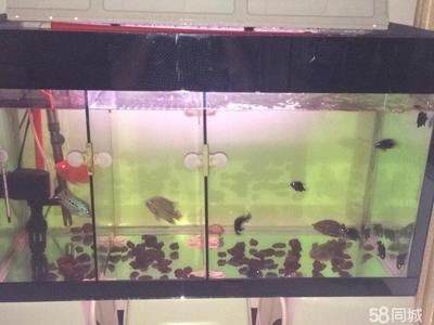 羅漢魚的飼養需要考慮魚缸的大小對于羅漢魚的健康和生長至關重要：關于羅漢魚的飼養