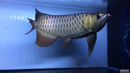 金龍魚過背貴還是高背貴（金龍魚市場價格對比分析金龍魚市場價格對比分析）