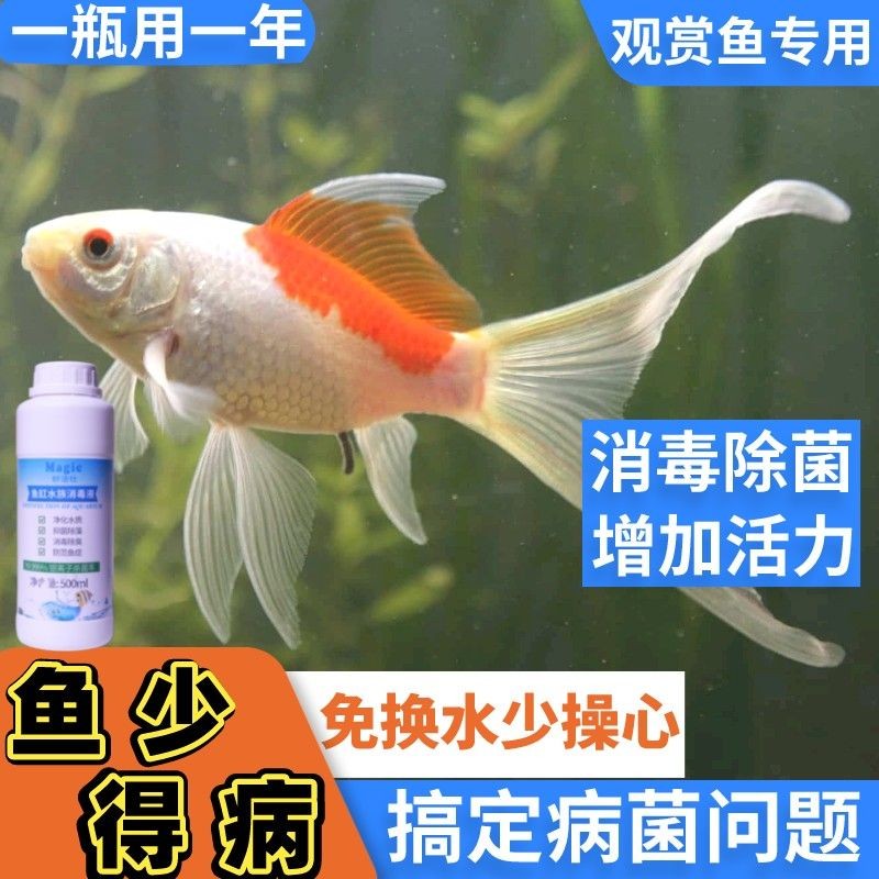 魚缸除菌需要加什么藥：魚缸消毒后如何恢復(fù)硝化細(xì)菌