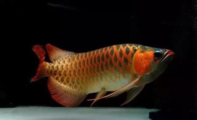 龍魚打架五天不吃東西怎么辦：龍魚打架后不吃東西怎么辦