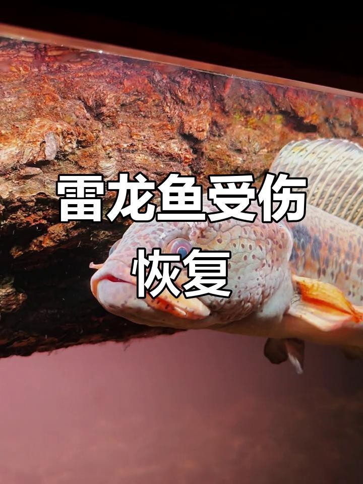 龍魚頭部撞傷后如何急救？