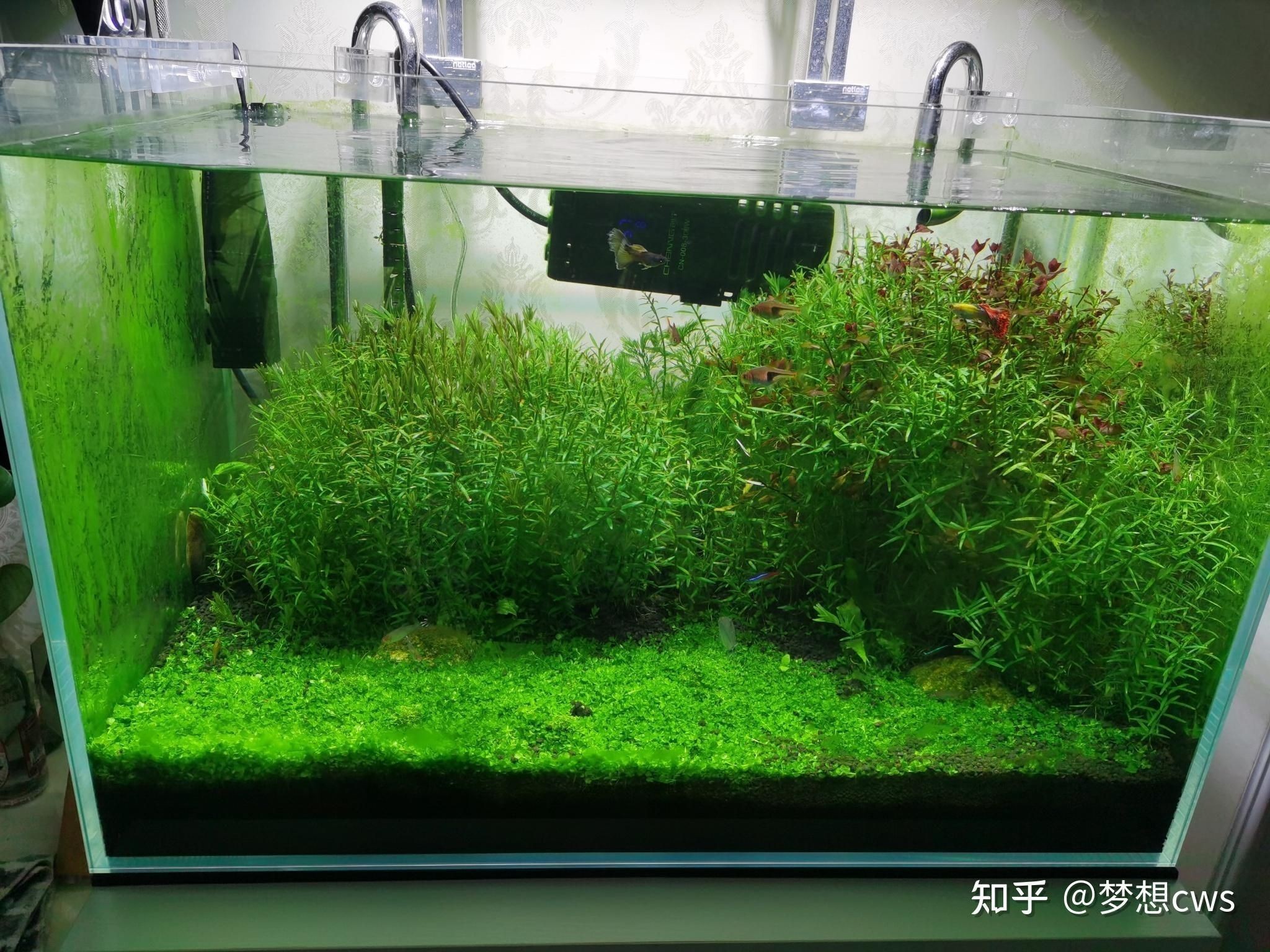 魚缸里面長綠藻怎么回事（魚缸里長綠藻怎么回事魚缸內長綠藻怎么回事）