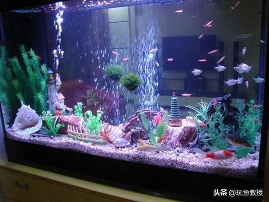 魚缸光照對植物生長作用：魚缸光照對植物生長的具體作用