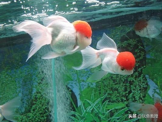 魚缸光照對植物生長作用：魚缸光照對植物生長的具體作用