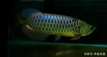 黑魚缸背景什么顏色好呢（如何選擇黑色魚缸背景顏色）