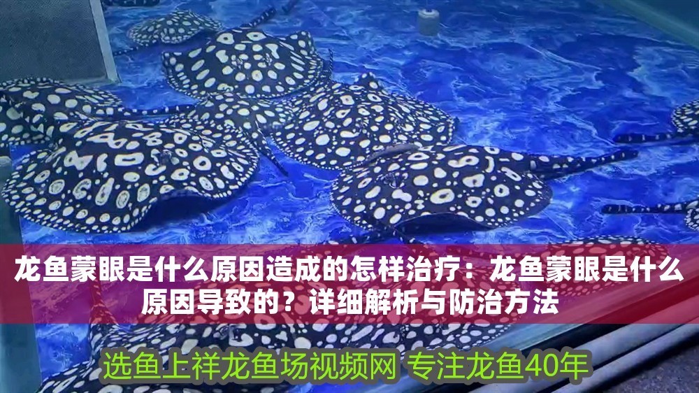 龍魚蒙眼是什么原因造成的怎樣治療：龍魚蒙眼是什么原因導致的？詳細解析與防治方法