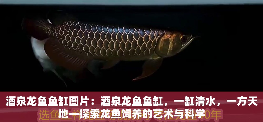 酒泉龍魚魚缸圖片：酒泉龍魚魚缸，一缸清水，一方天地—探索龍魚飼養的藝術與科學