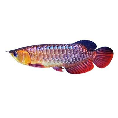 紅龍魚幼苗多少錢一條