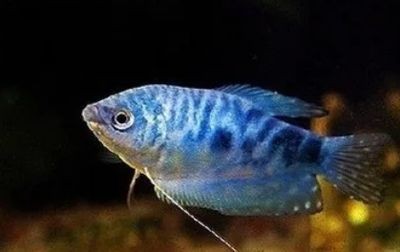 龍魚的飼養溫度和注意事項有哪些（關于龍魚飼養溫度和注意事項的介紹） 龍魚的飼養溫度和注意事項有哪些（關于龍魚飼養溫度和注意事項的介紹） 龍魚百科 第1張