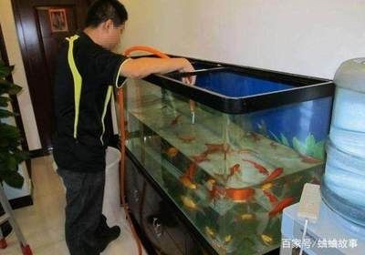 魚缸里的爸爸：我把爸爸養(yǎng)在魚缸里