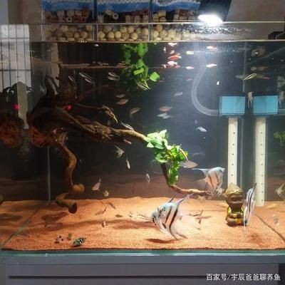 魚缸里的爸爸：我把爸爸養(yǎng)在魚缸里