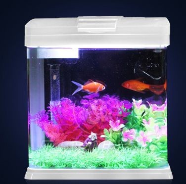 海星魚缸的養護技巧:seastar生態海星小魚缸的養護技巧 魚缸百科 第3張 海星魚缸的養護技巧:seastar生態海星小魚缸的養護技巧 海星魚缸的養護技巧:seastar生態海星小魚缸的養護技巧 魚缸百科 第3張