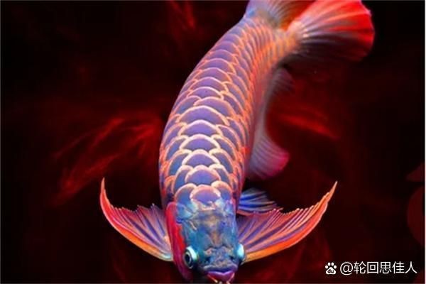 紅龍發(fā)色喂什么好