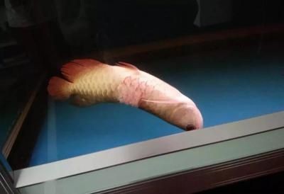 龍魚要一直打氧嗎怎么打：養(yǎng)殖龍魚時是否需要一直打氧取決于多個因素 龍魚要一直打氧嗎怎么打：養(yǎng)殖龍魚時是否需要一直打氧取決于多個因素 龍魚百科 第1張