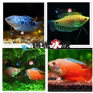 龍魚要一直打氧嗎怎么打：養(yǎng)殖龍魚時是否需要一直打氧取決于多個因素 龍魚要一直打氧嗎怎么打：養(yǎng)殖龍魚時是否需要一直打氧取決于多個因素 龍魚百科 第3張