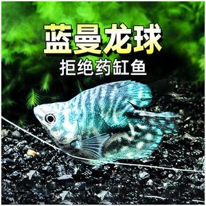 黃曼龍魚對家里的風水好嗎【養黃曼龍魚對風水的影響】