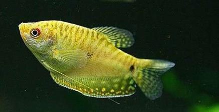 黃曼龍魚對家里的風水好嗎【養黃曼龍魚對風水的影響】