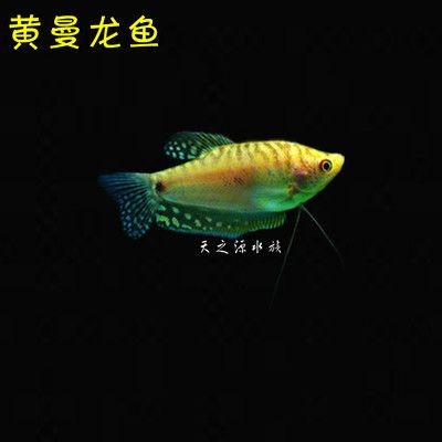 黃曼龍魚對家里的風水好嗎【養黃曼龍魚對風水的影響】