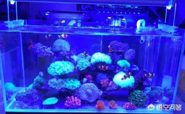 魚缸多長時間換水（魚缸多長時間換一次水）