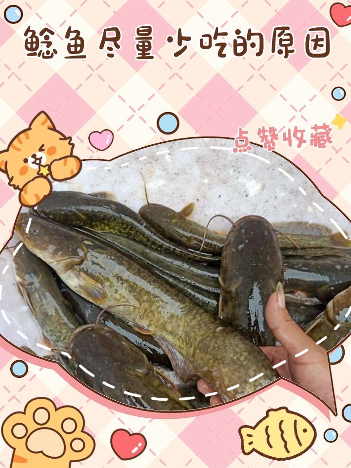 鯰魚為何盡量少吃