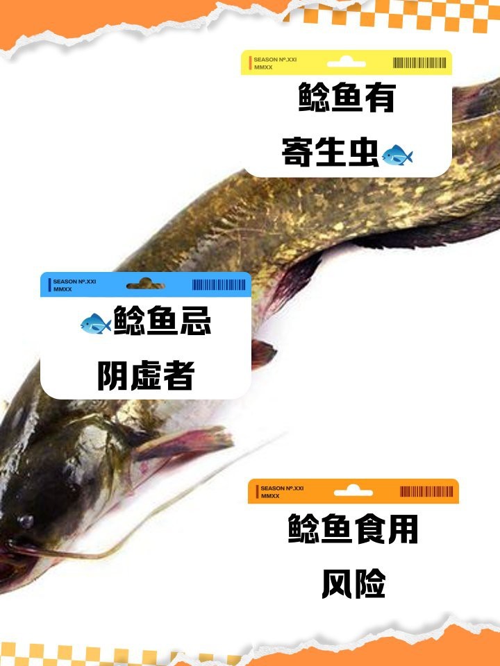 鯰魚為何盡量少吃