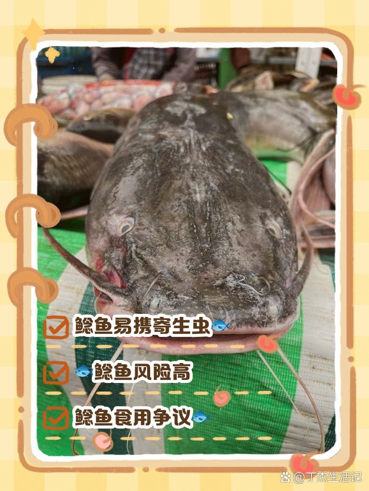 鯰魚為何盡量少吃