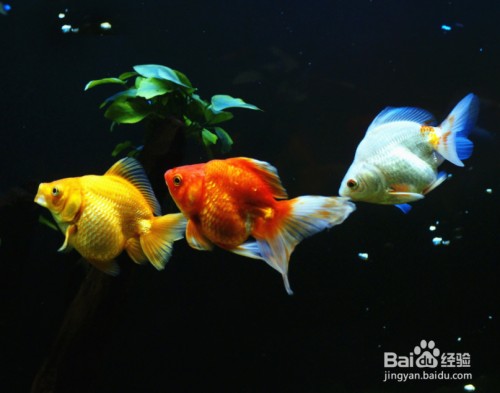 魚缸水兩天就霧蒙蒙的怎么辦（養魚缸水兩天就霧蒙蒙的問題）