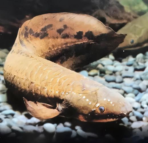 肺魚圖片 龍魚論壇 第5張 肺魚圖片 肺魚圖片 龍魚論壇 第5張