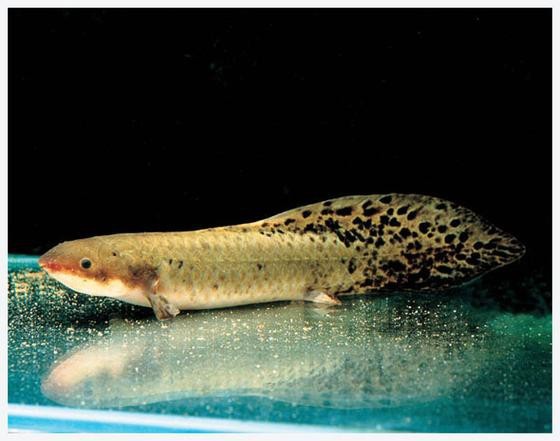 肺魚圖片 龍魚論壇 第6張 肺魚圖片 肺魚圖片 龍魚論壇 第6張