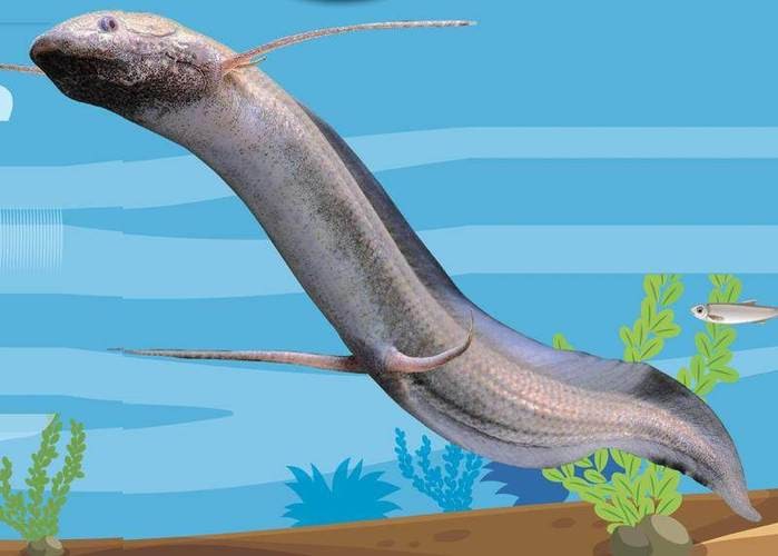 肺魚圖片 龍魚論壇 第10張 肺魚圖片 肺魚圖片 龍魚論壇 第10張