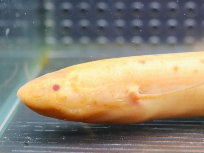 肺魚圖片 龍魚論壇 第8張 肺魚圖片 肺魚圖片 龍魚論壇 第8張