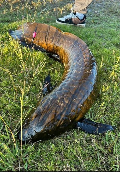 肺魚圖片 龍魚論壇 第16張 肺魚圖片 肺魚圖片 龍魚論壇 第16張