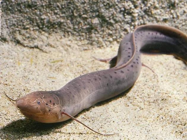 肺魚圖片 龍魚論壇 第17張 肺魚圖片 肺魚圖片 龍魚論壇 第17張