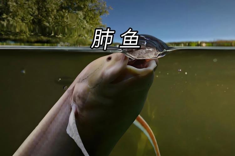 肺魚圖片 龍魚論壇 第15張 肺魚圖片 肺魚圖片 龍魚論壇 第15張