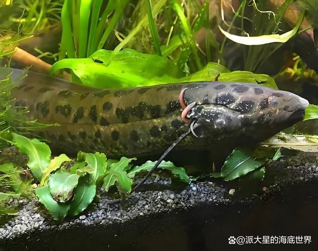 肺魚圖片 龍魚論壇 第18張 肺魚圖片 肺魚圖片 龍魚論壇 第18張
