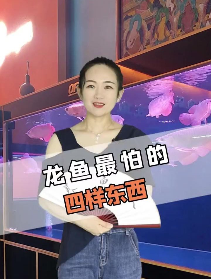 紅龍魚不愛游動最怕三個東西